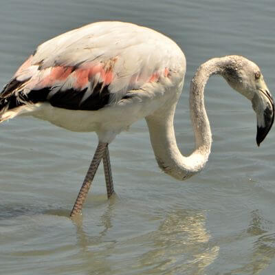 Vlakbij de boulevard van Calpe is een groot zoutmeer met flamingo's