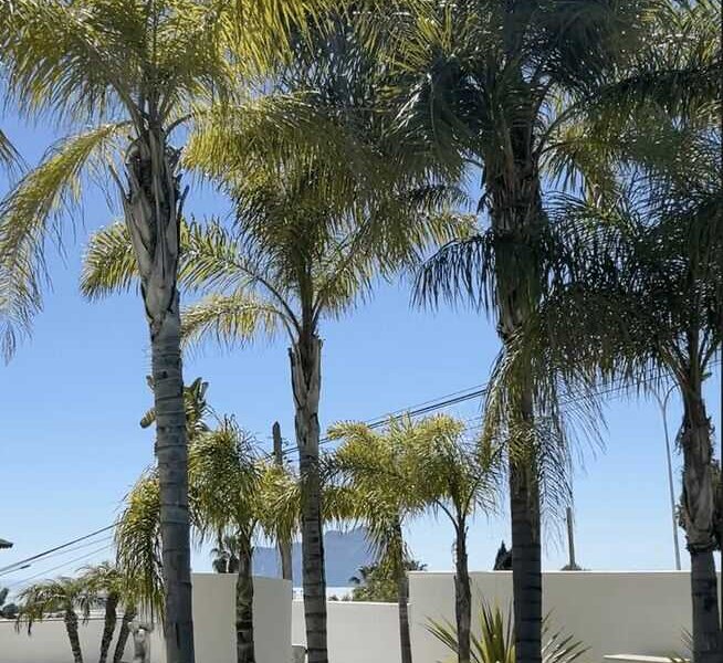 Zomervakantie 2025 onder de palmbomen in Moraira aan de Costa Blanca
